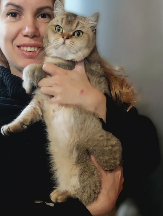 Вязка. Кот Золота шиншилла