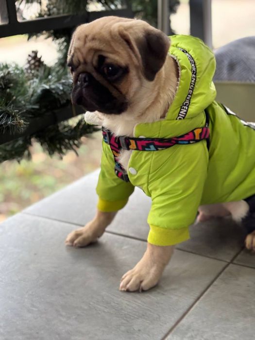 Цуценятко мопсика