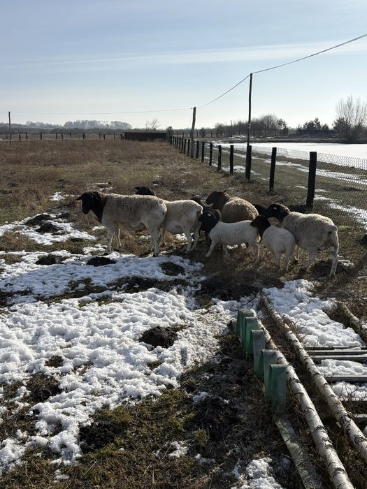 Вівці,ягнята.Продам дорпер чисто кровкі