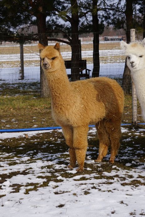 Alpaki młode samce Hodowla Monalpi alpaka farm