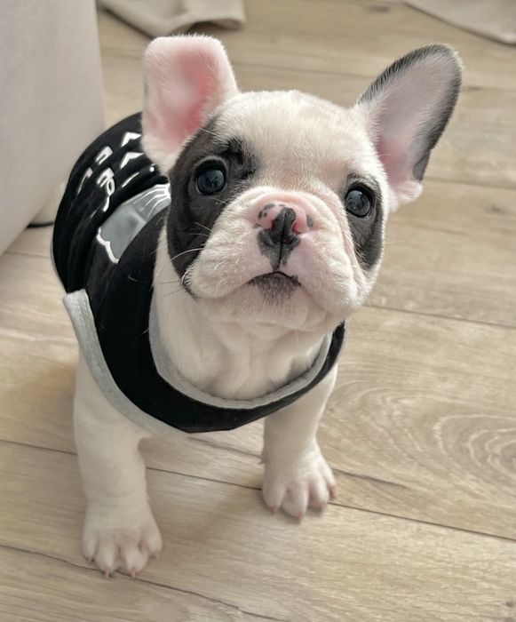 Дівчинка французького бульдога