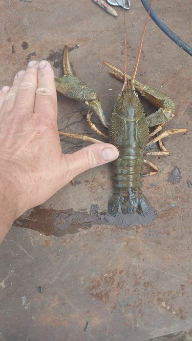 Продам рака Крам