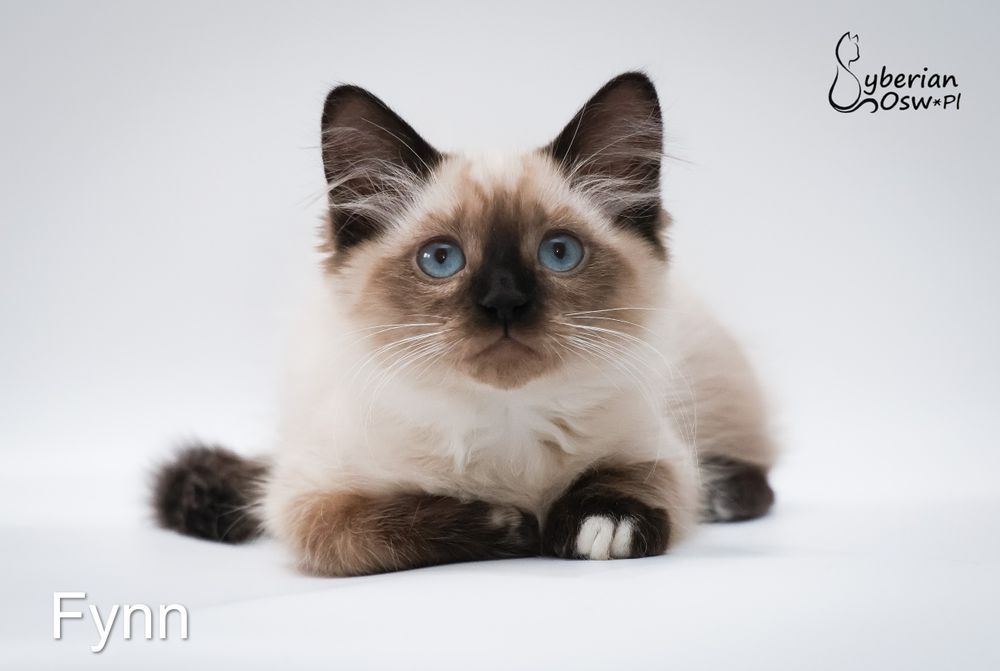 Kocurek Neva Masquarade Fynn