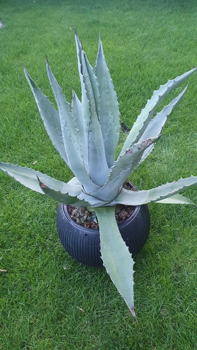 Juka Amerykańska Yucca Americana