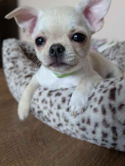 Chihuahua krótkowłosy ZKwP