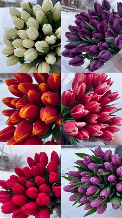 Тюльпан зріз оптом ОПТ РОЗДРІБ  тюльпани Полтава від виробника