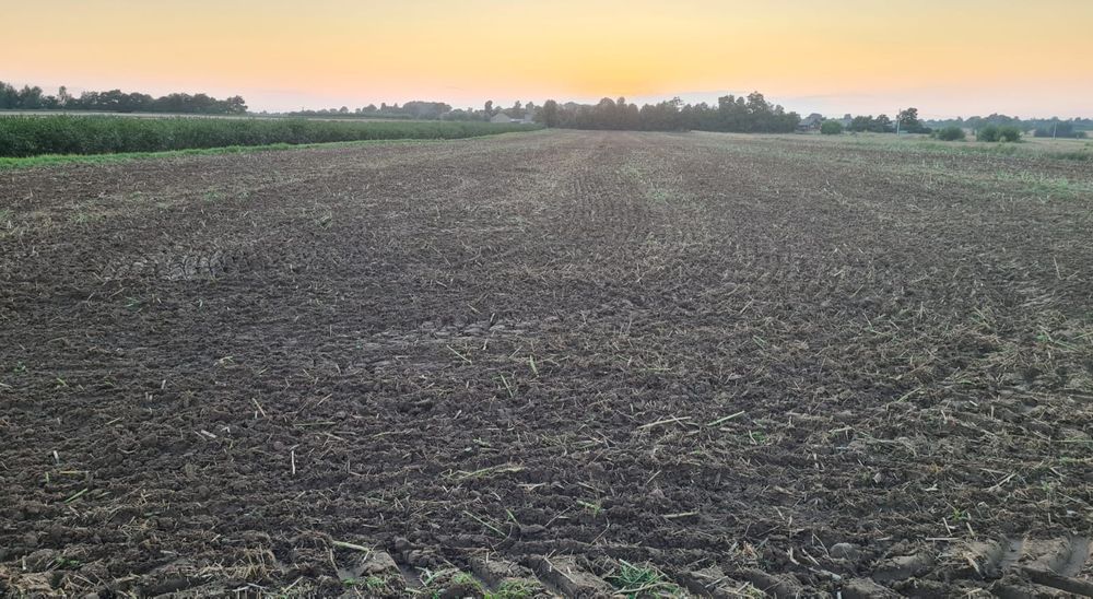 Suszenie kukurydzy, usługi rolnicze, siew zbóż,