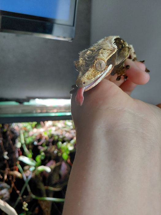 Sprzedam dorosłą samice gekona orzesionego 36g + terarium 40x40x60 + lampa