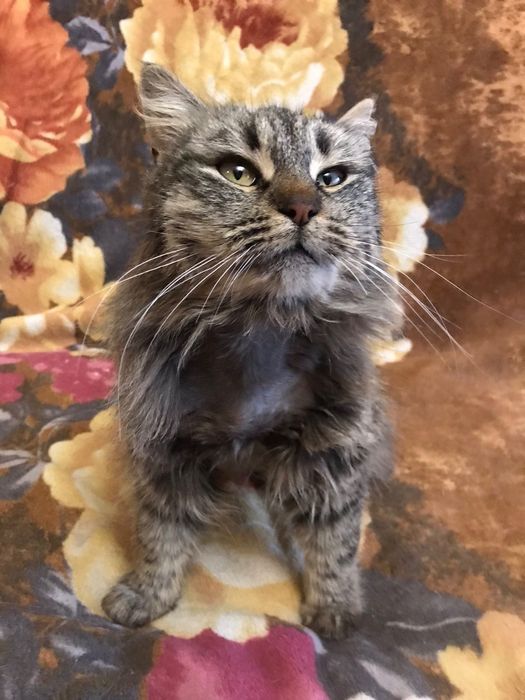 Шикарная Офелия кошечка пушистая