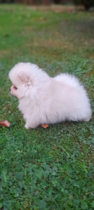 Szpic miniaturowy pomeranian