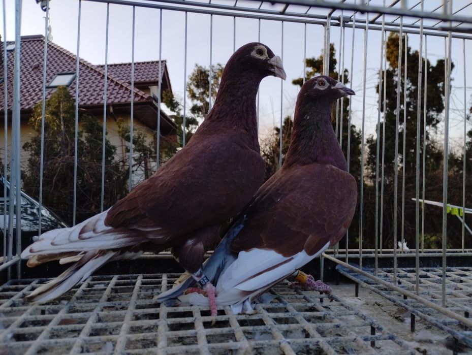 Sprzedam gołębie krwiste czerwone