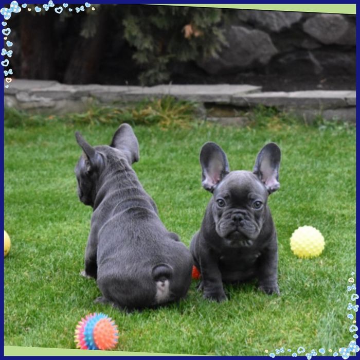 Найкращий французик