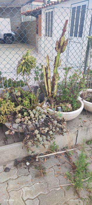 Vasos com ou sem plantas