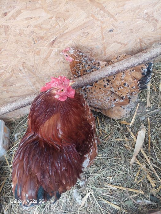 Sprzedam parke kochin