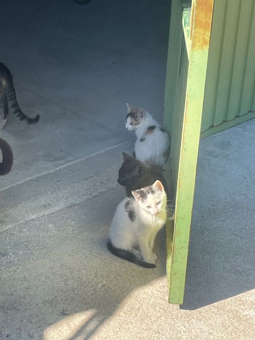 3 gatinhos com 5 meses para adoção