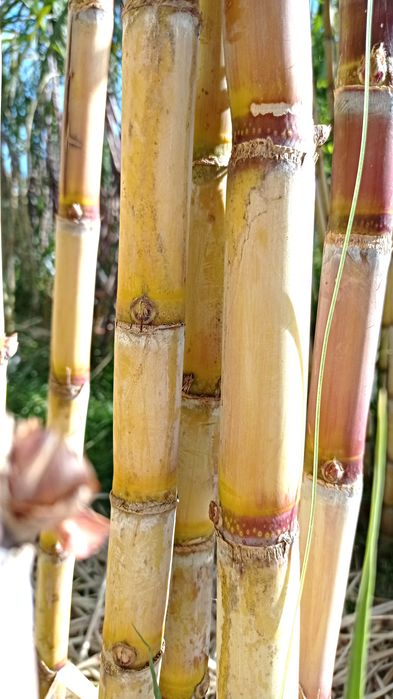 Cana de açúcar (molhos) [VER DESCRIÇÃO]