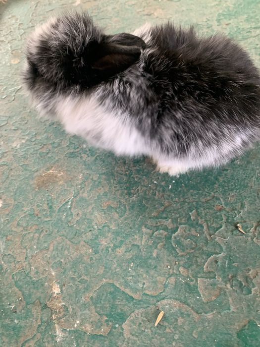 Продам і креативний кролик