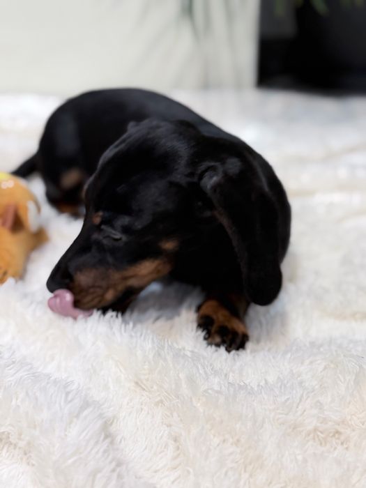 Teckel excelente e lindo machinho