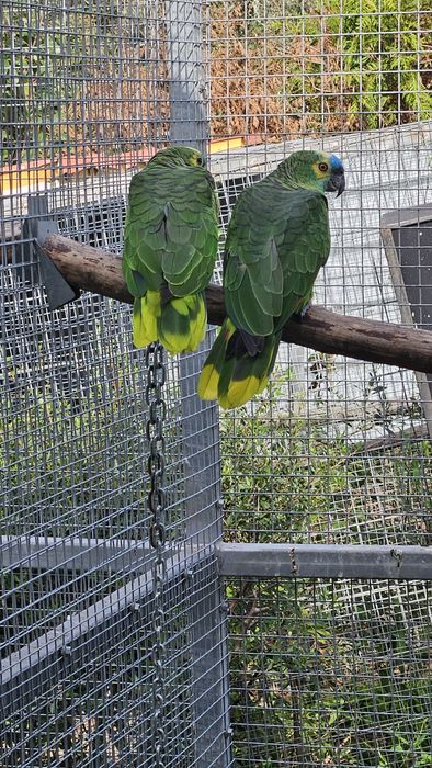 Casal Amazonas Aestivas Reprodutor