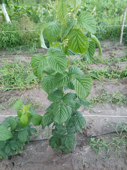 Саджанці малини ремонтантної