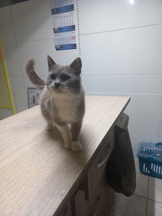 Чарівна кішка-компаньон шукає сім'ю