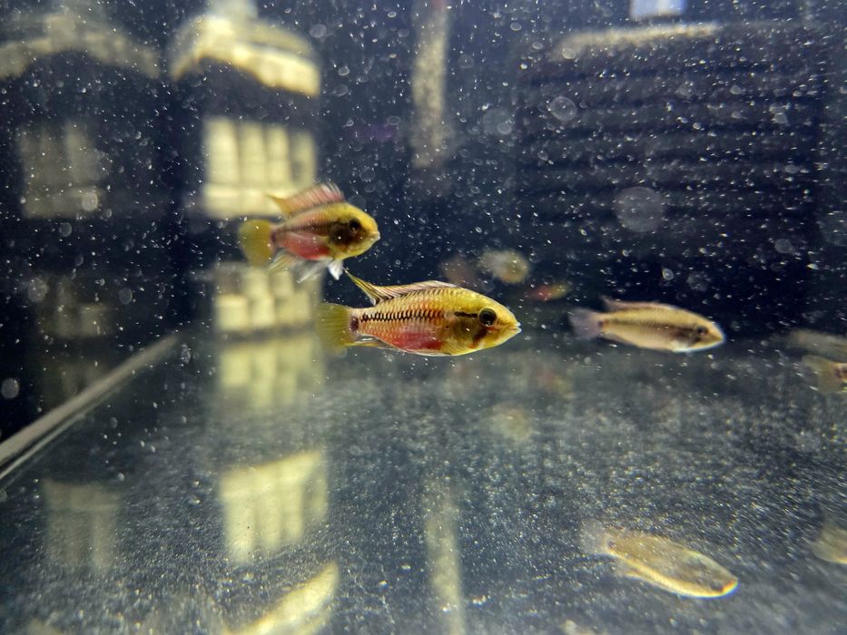 Pielęgniczka Apistogramma hongsloi (krasnopręga)