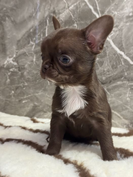 Цуценята чихуахуа