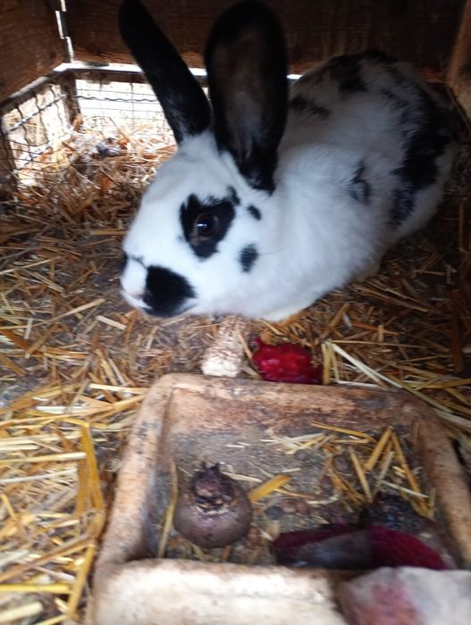 Króliki samce i samice