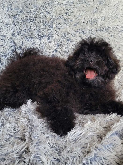 Teddy неймовірно імпозантний плюшка ПомаПу (PomaPoo) зі столиці