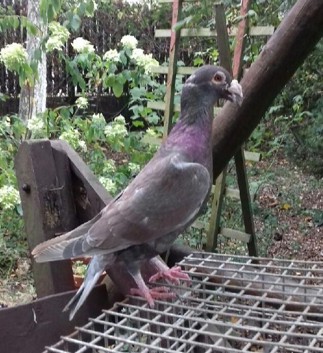 Sprzedam golebie około 22 sztuki