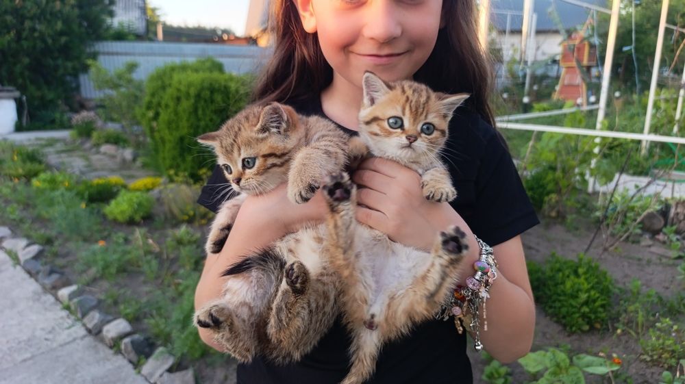 Леопардова дівчинка кошеня шотландські дві дівчинки