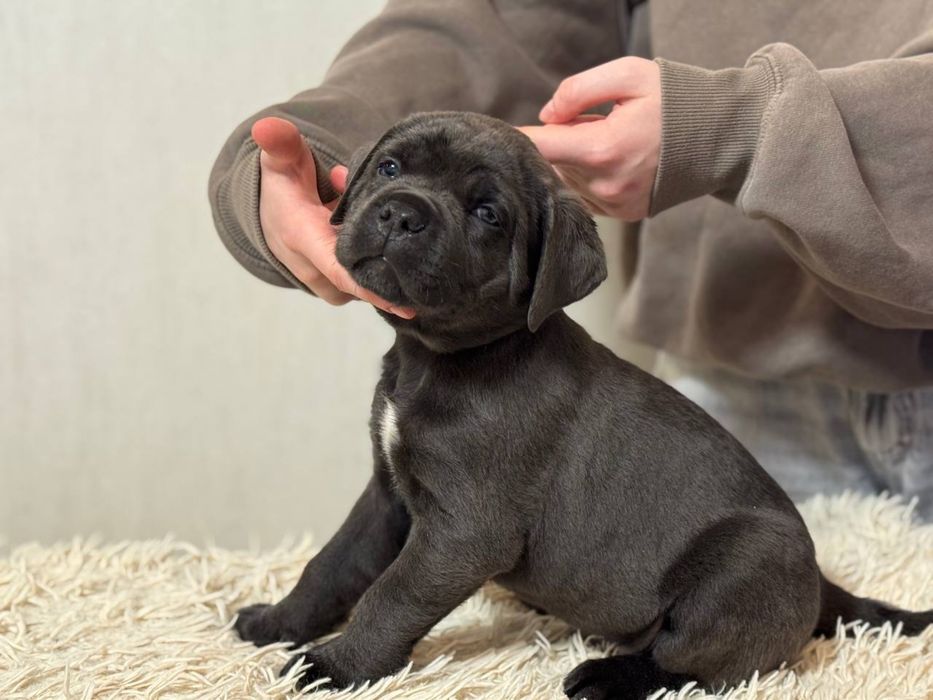Cane Corso щенки