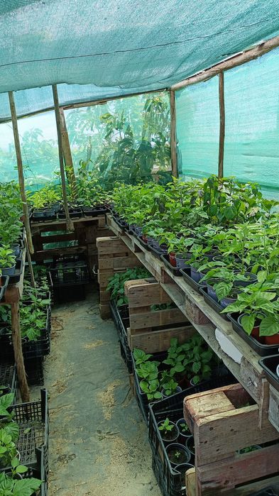 Plantas de Pimenta / Malaguetas raras