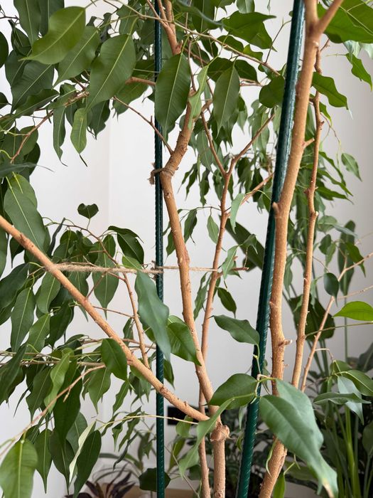 Фікус Бенджаміна 155см