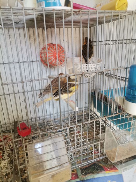 Vendo Canários 2023 /2024 e novos 2025