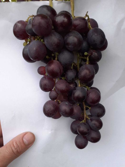 winogron sadzonki- winorośl-winogrona na wino oraz deserowe