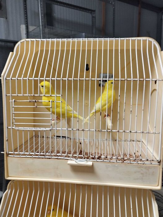 canários para venda