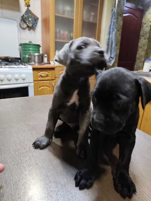 Продам щенков кане-корсо