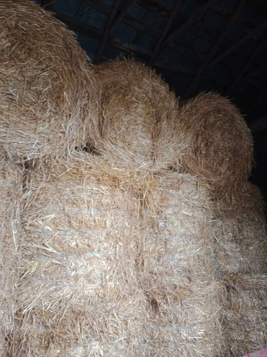 Słoma oraz Siano tegoroczne. Bele 120x120