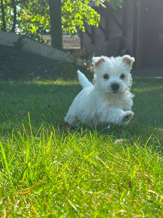 West highland white terrier przepiękny miot