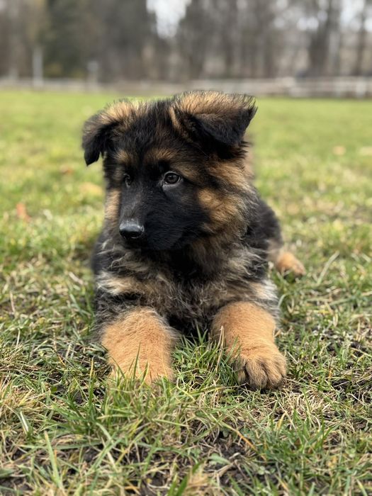 Щенята Д.Ш. німецької вівчарки