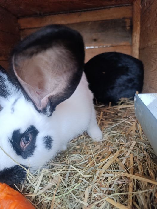 Sprzedam 2 samce srokacz