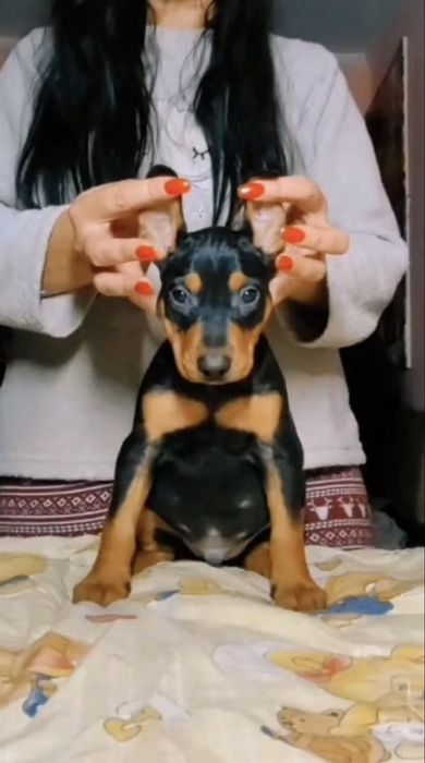 Немецкие пинчеры