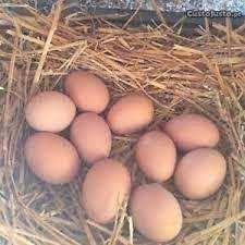 Ovos caseiros de galinhas poedeiras