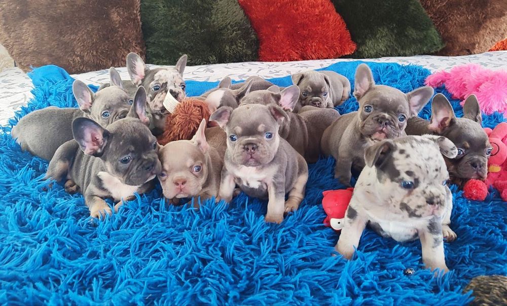 Большой выбор щенков в дорогом окрасе