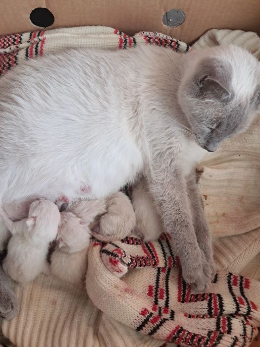 Кошенята самці народилися 17.07