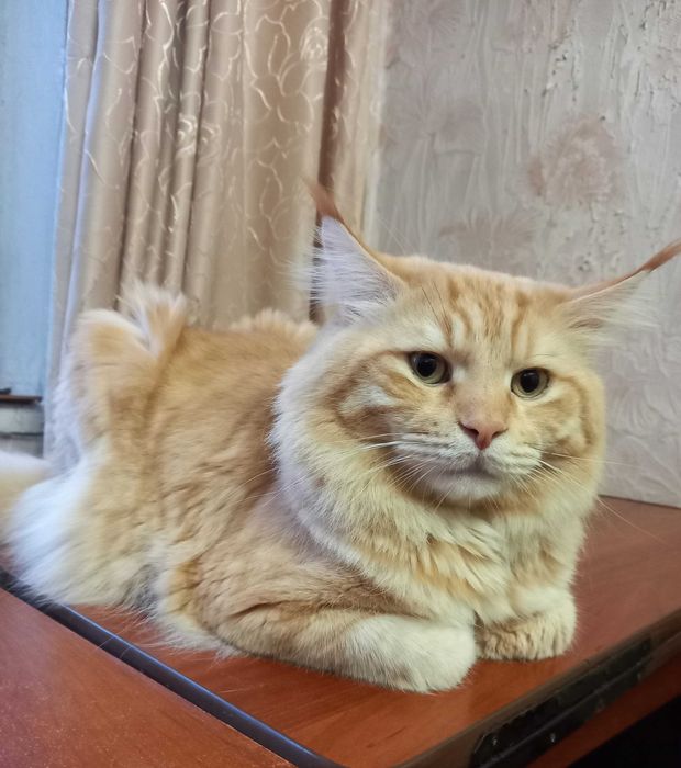 Мейн кун кошенята