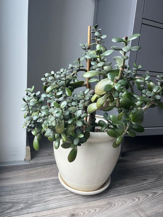 Grubosz drzewko szczęścia