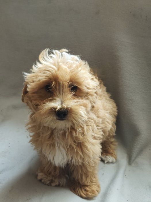 Maltipoo Apricot