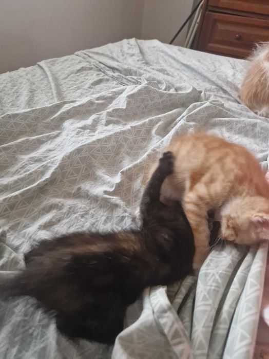 Dou 3 gatos bebés(reservados)